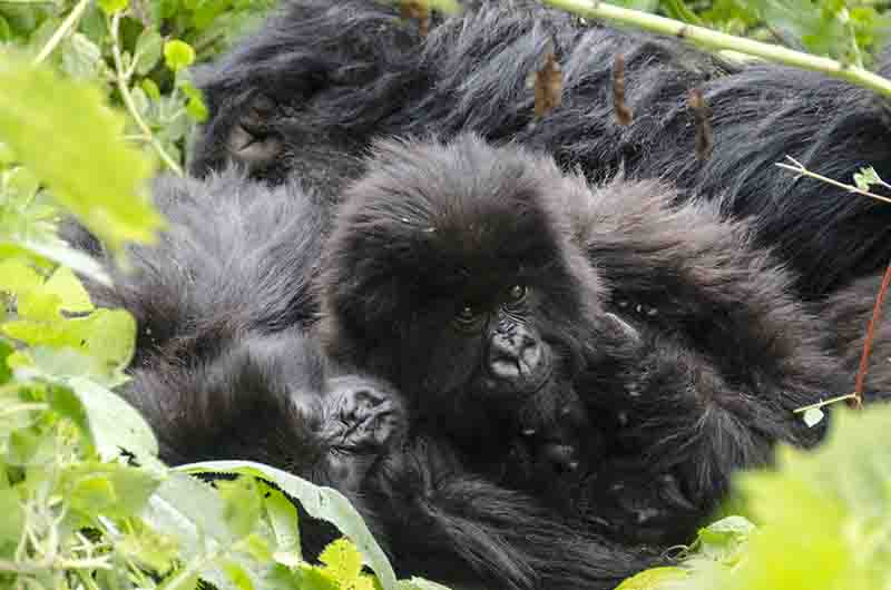 Gorila - selva de Virunga - parque nacional de los Volcanes - Ruanda 03.jpg